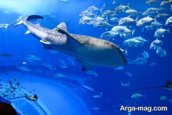  عکس انواع کوسه های خلیج فارس