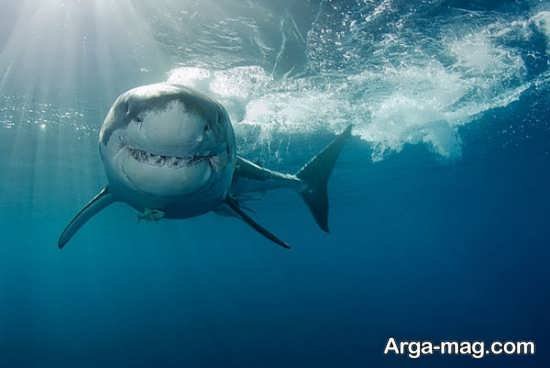  عکس انواع کوسه های خلیج فارس