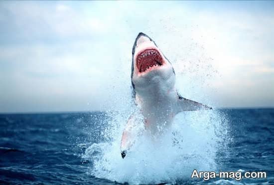  عکس انواع کوسه های خلیج فارس