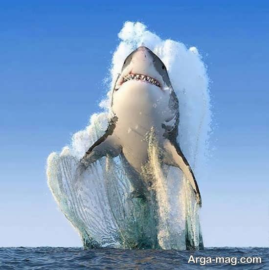  عکس انواع کوسه های خلیج فارس