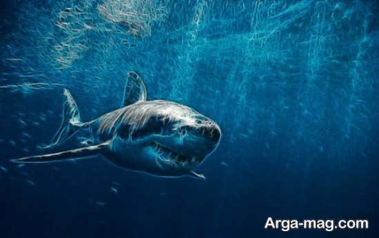  عکس انواع کوسه های خلیج فارس