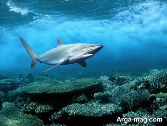  عکس انواع کوسه های خلیج فارس