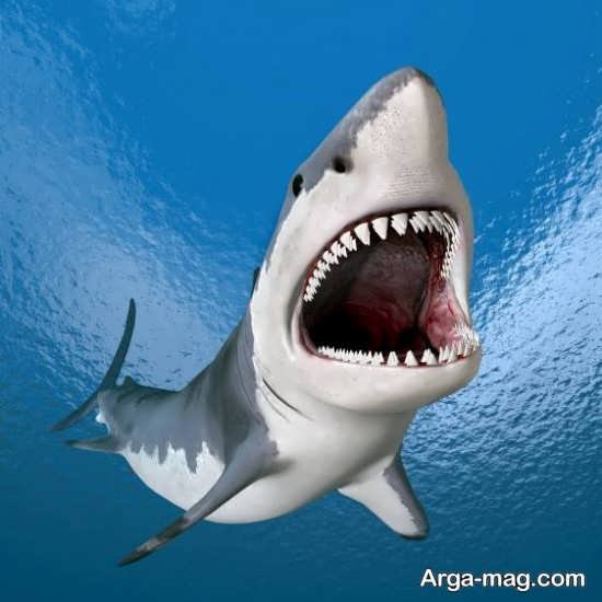  عکس انواع کوسه های خلیج فارس