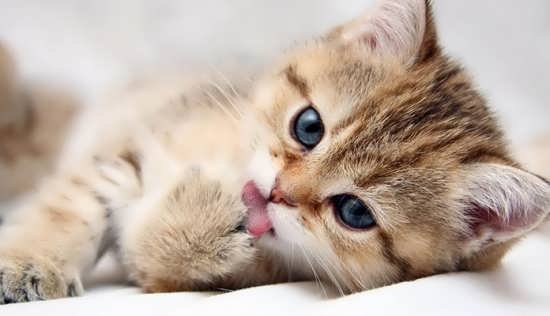  عکس انواع گربه های با مزه برای پروفایل