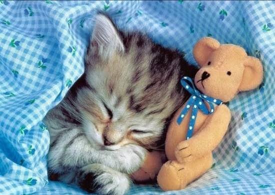  عکس انواع گربه های با مزه برای پروفایل