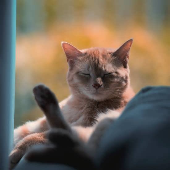  عکس انواع گربه های با مزه برای پروفایل