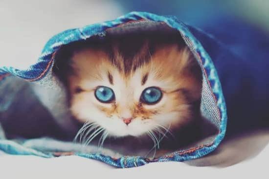  عکس انواع گربه های با مزه برای پروفایل