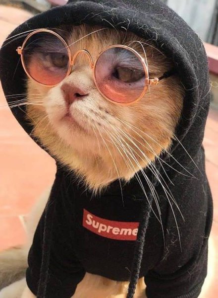  عکس انواع گربه های با مزه برای پروفایل