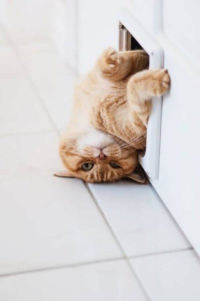  عکس انواع گربه های با مزه برای پروفایل