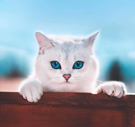  عکس انواع گربه های با مزه برای پروفایل