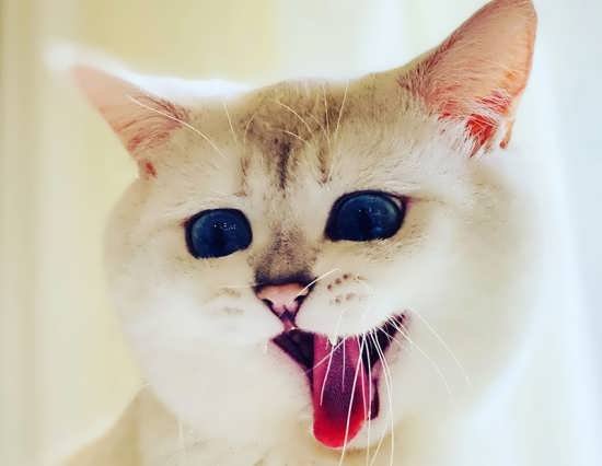  عکس انواع گربه های با مزه برای پروفایل