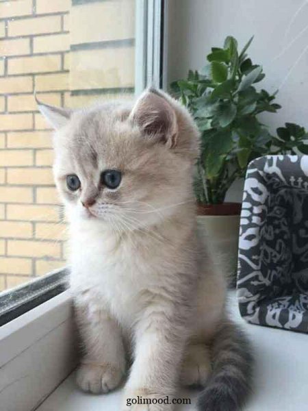 عکس گربه ملوس برای پروفایل