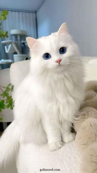  عکس گربه ملوس برای پروفایل