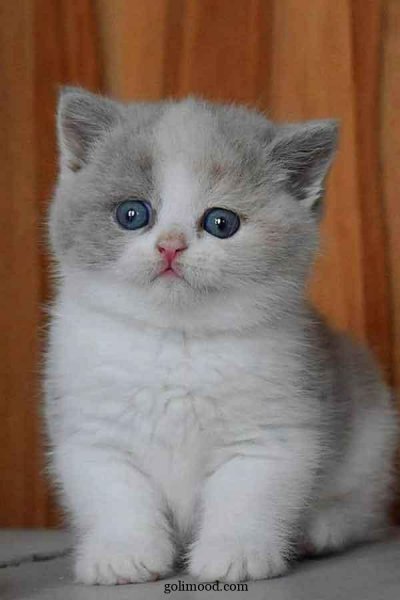  عکس گربه ملوس برای پروفایل