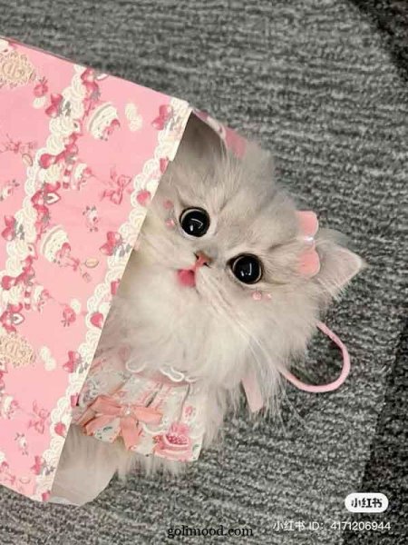  عکس گربه ملوس برای پروفایل