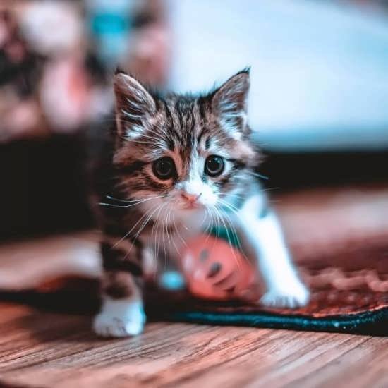  عکس گربه واقعی