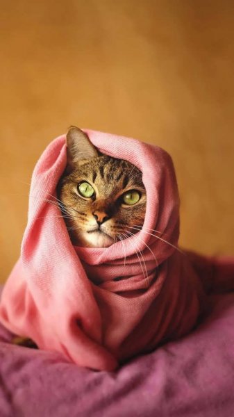  عکس گربه واقعی