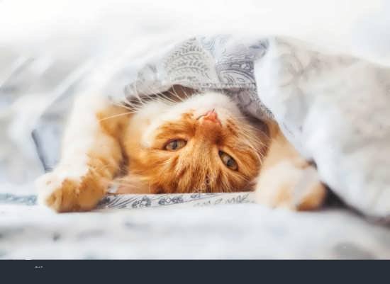  عکس گربه واقعی