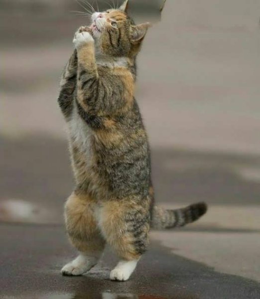  عکس گربه واقعی