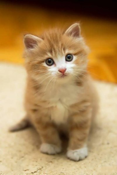  عکس گربه واقعی