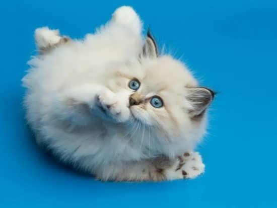  عکس گربه واقعی