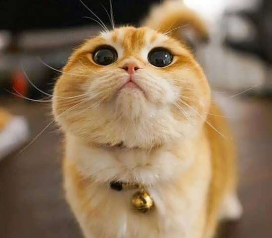  عکس گربه واقعی