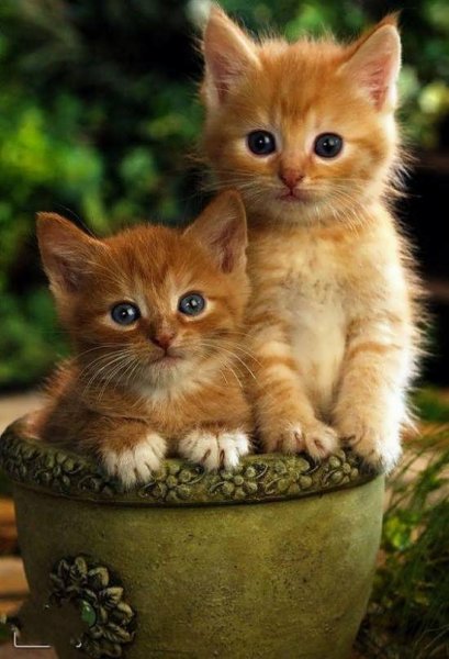  عکس گربه واقعی