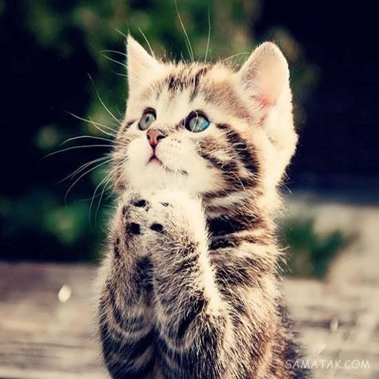  عکس گربه واقعی