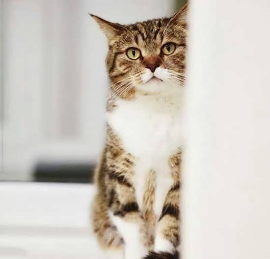  عکس گربه واقعی