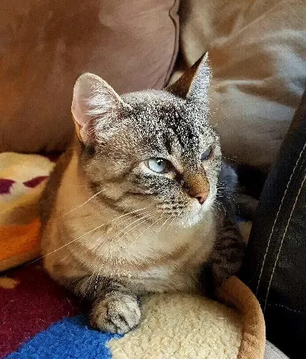  عکس بچه گربه ناز و گوگولی