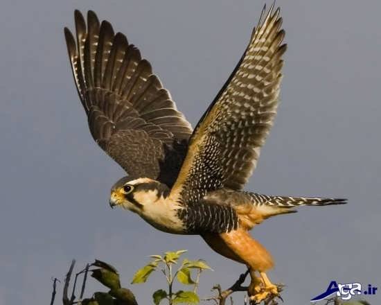  عکس پرنده شکاری شاهین