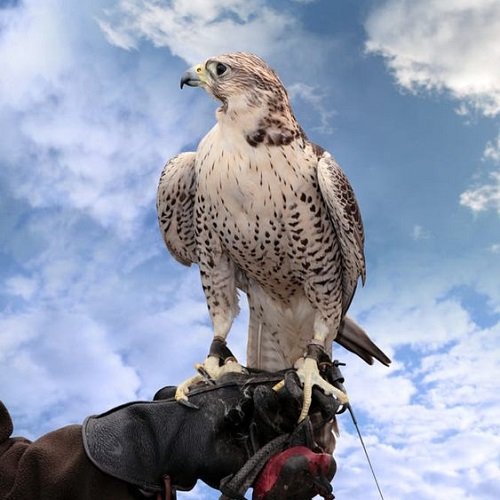  عکس پرنده شاهین