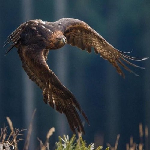  عکس پرنده شاهین