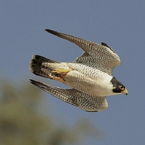  عکس پرنده شاهین