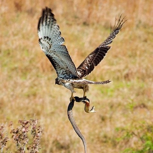  عکس پرنده شاهین