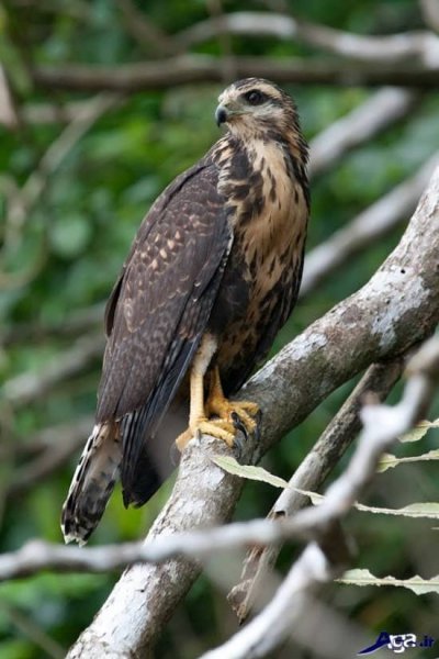  عکس پرنده شاهین واقعی