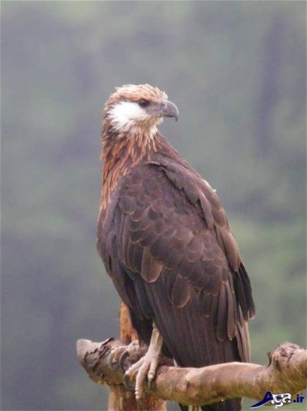  عکس پرنده شاهین واقعی