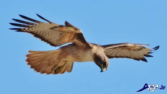  عکس پرنده شاهین ترسناک