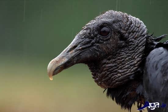  عکس پرنده شاهین ترسناک