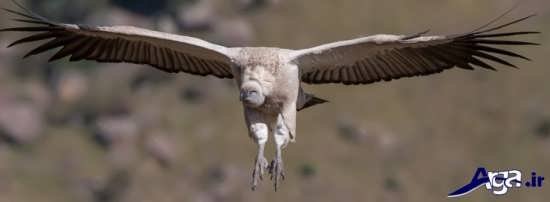  عکس پرنده شاهین ترسناک