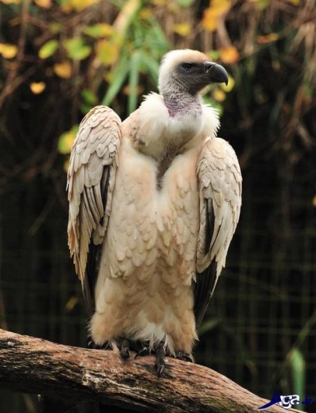  عکس پرنده شاهین ترسناک