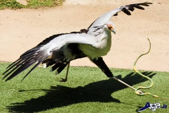  عکس پرنده شاهین ترسناک