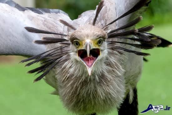  عکس پرنده شاهین ترسناک