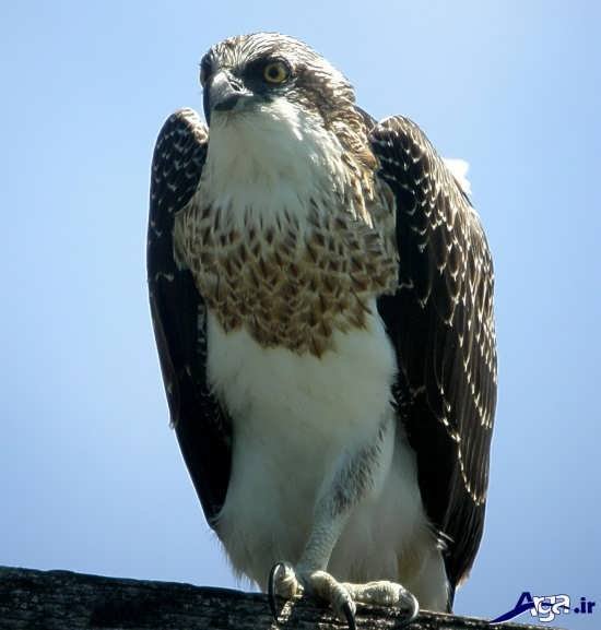  عکس پرنده شاهین ترسناک