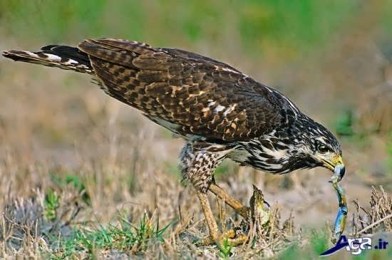  عکس پرنده شاهین ترسناک