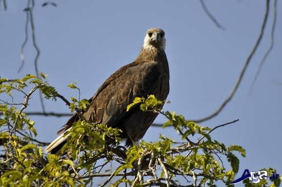  عکس پرنده شاهین ترسناک