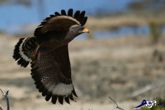  عکس پرنده شاهین ترسناک