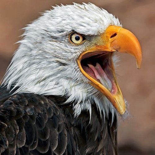 عکس عقاب واقعی بزرگ