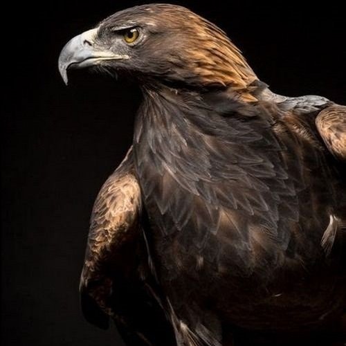 عکس عقاب واقعی بزرگ
