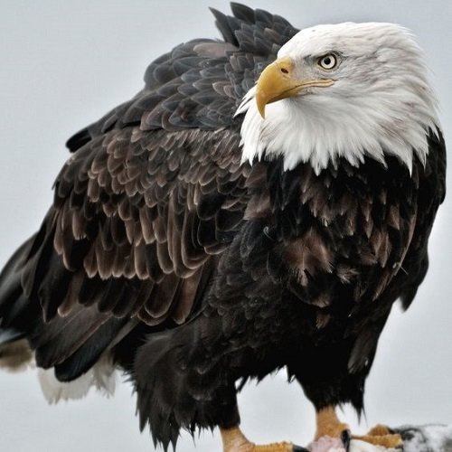 عکس عقاب واقعی بزرگ